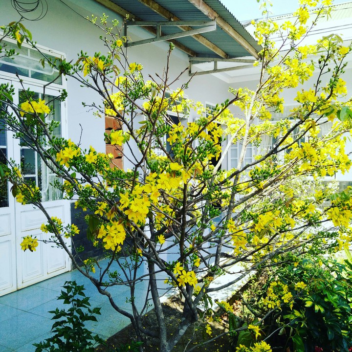 Spring Flowers of 10 years old tree.