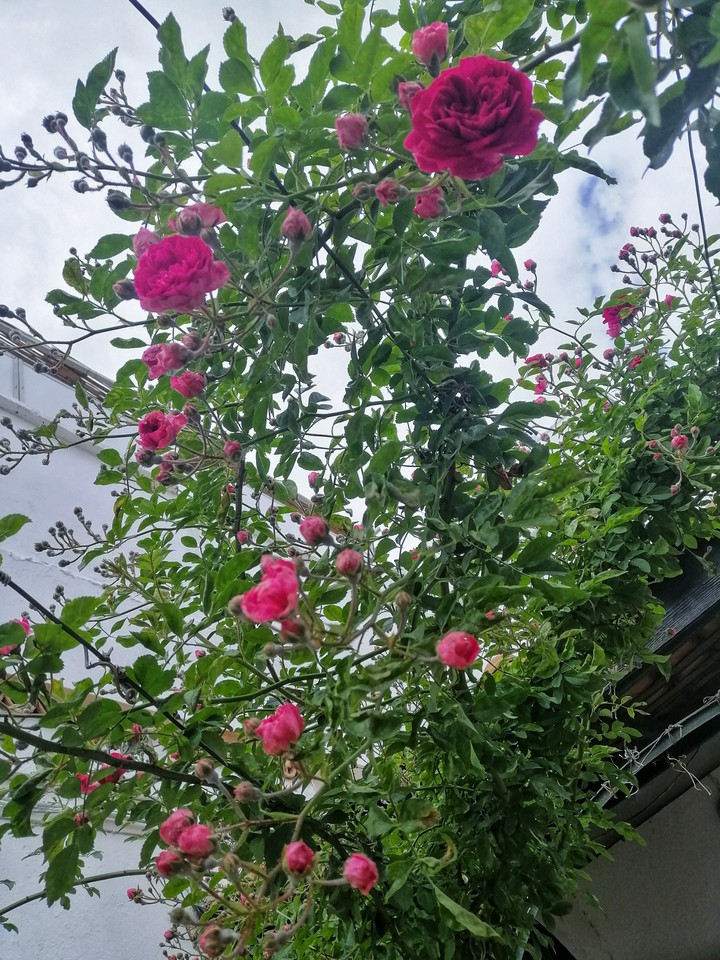 une rose rose