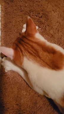 He sucks this floor mat everyday