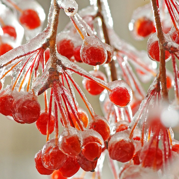 Frozen Red Cherry Beautiful wallpaper