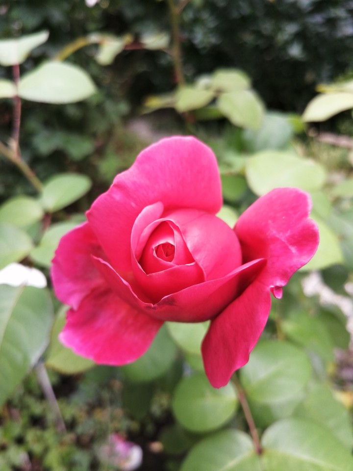 Blume