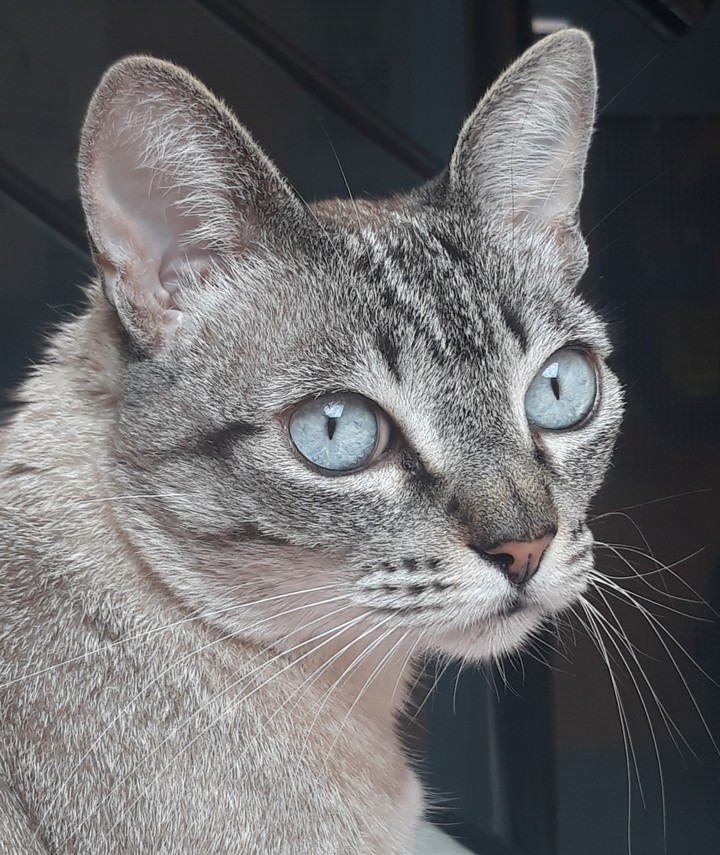 Chuchu Cat