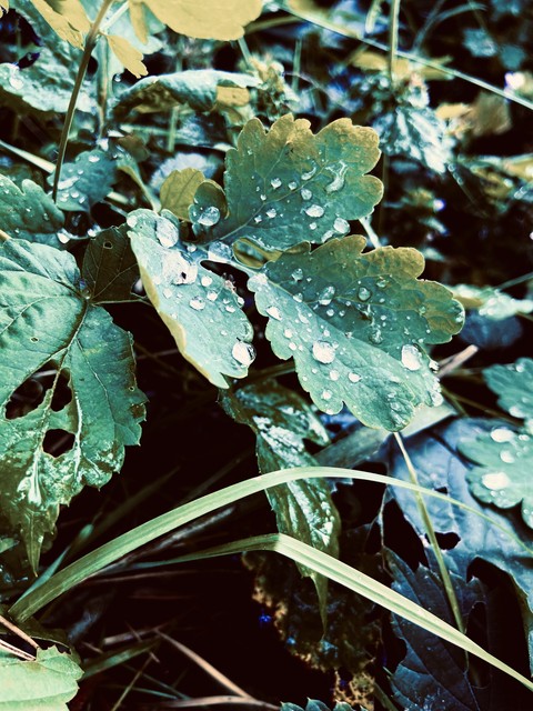 vegetation, Water Hintergrundbilder