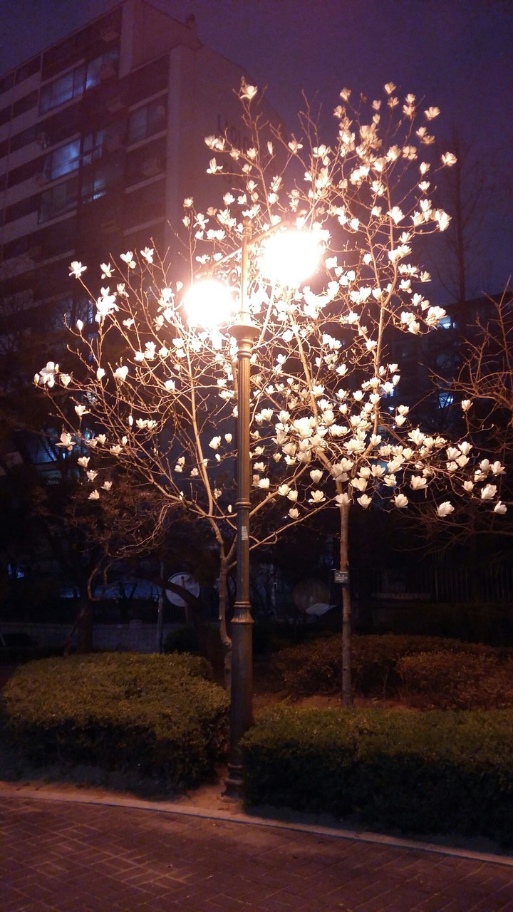 Park at night