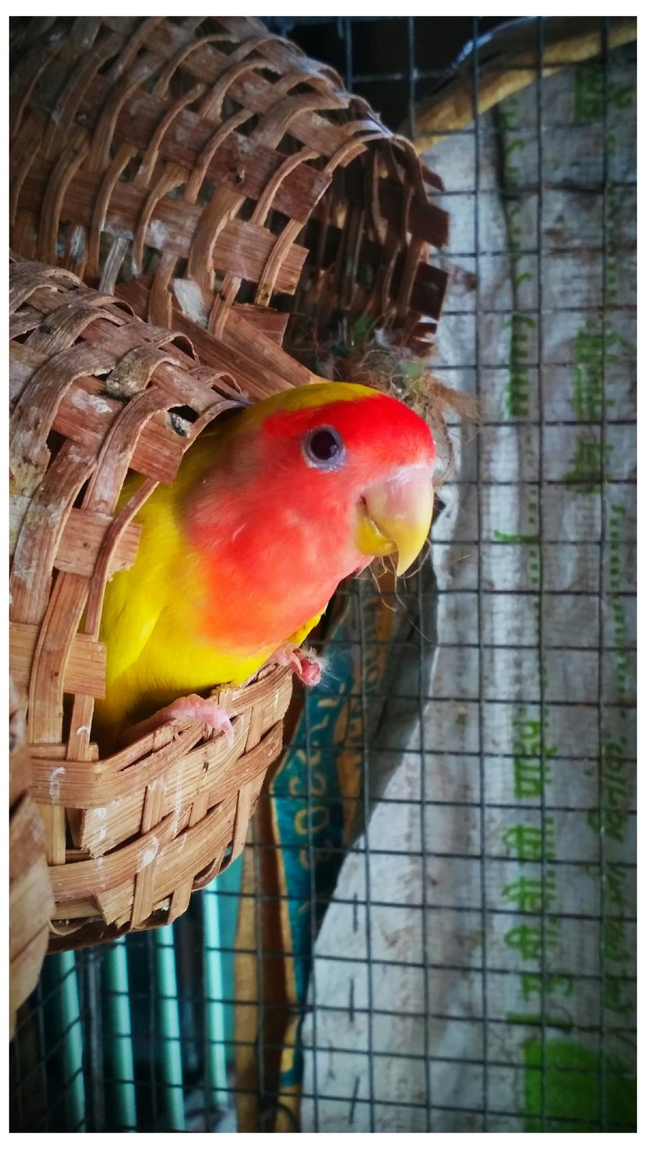nice Bird