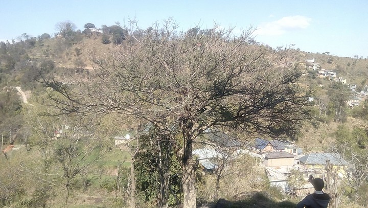 tree