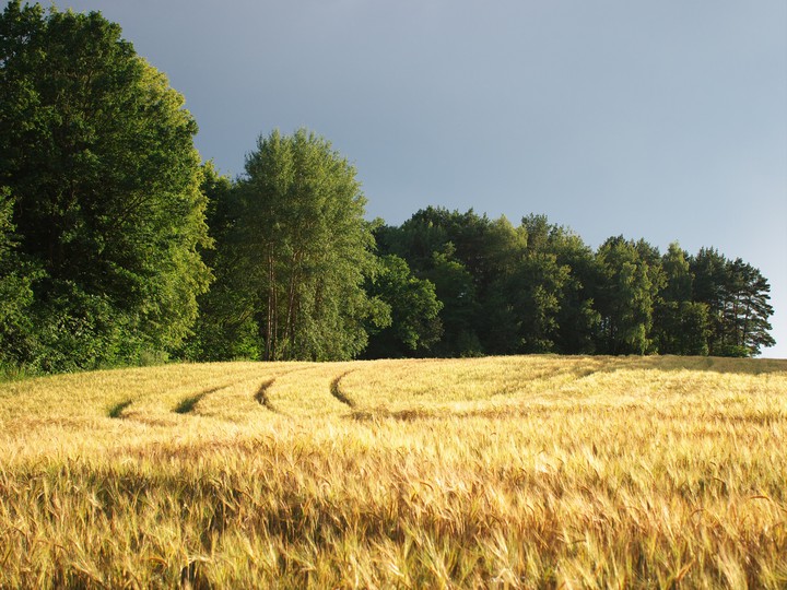 the field of gold