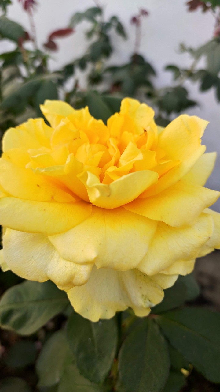 Yellow Flower
