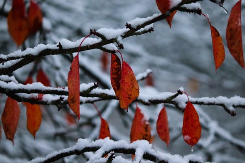 twig, branch háttérképek
