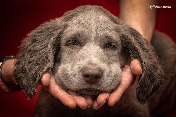 Ora Rotundo