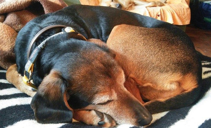 Beautiful and magical photo of Dog