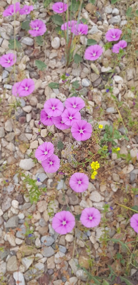 flowers among stones