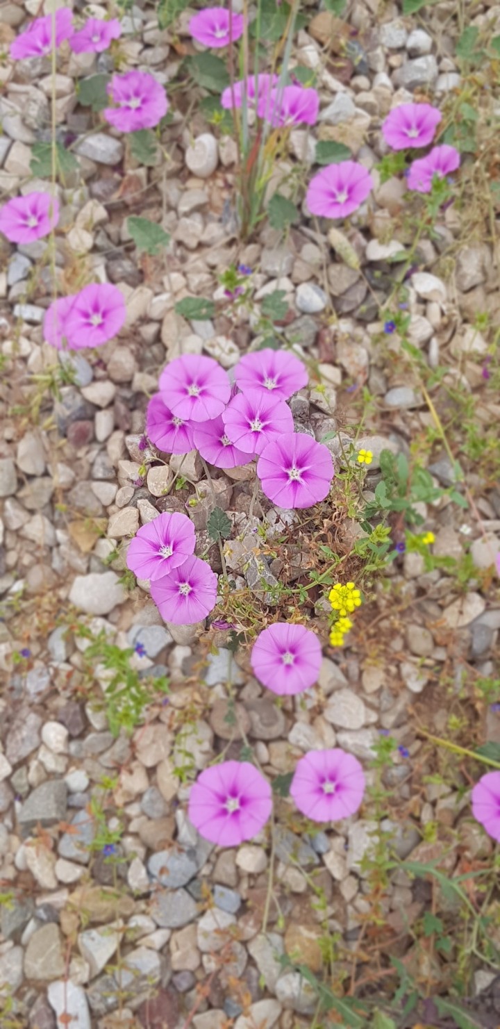flowers among stones