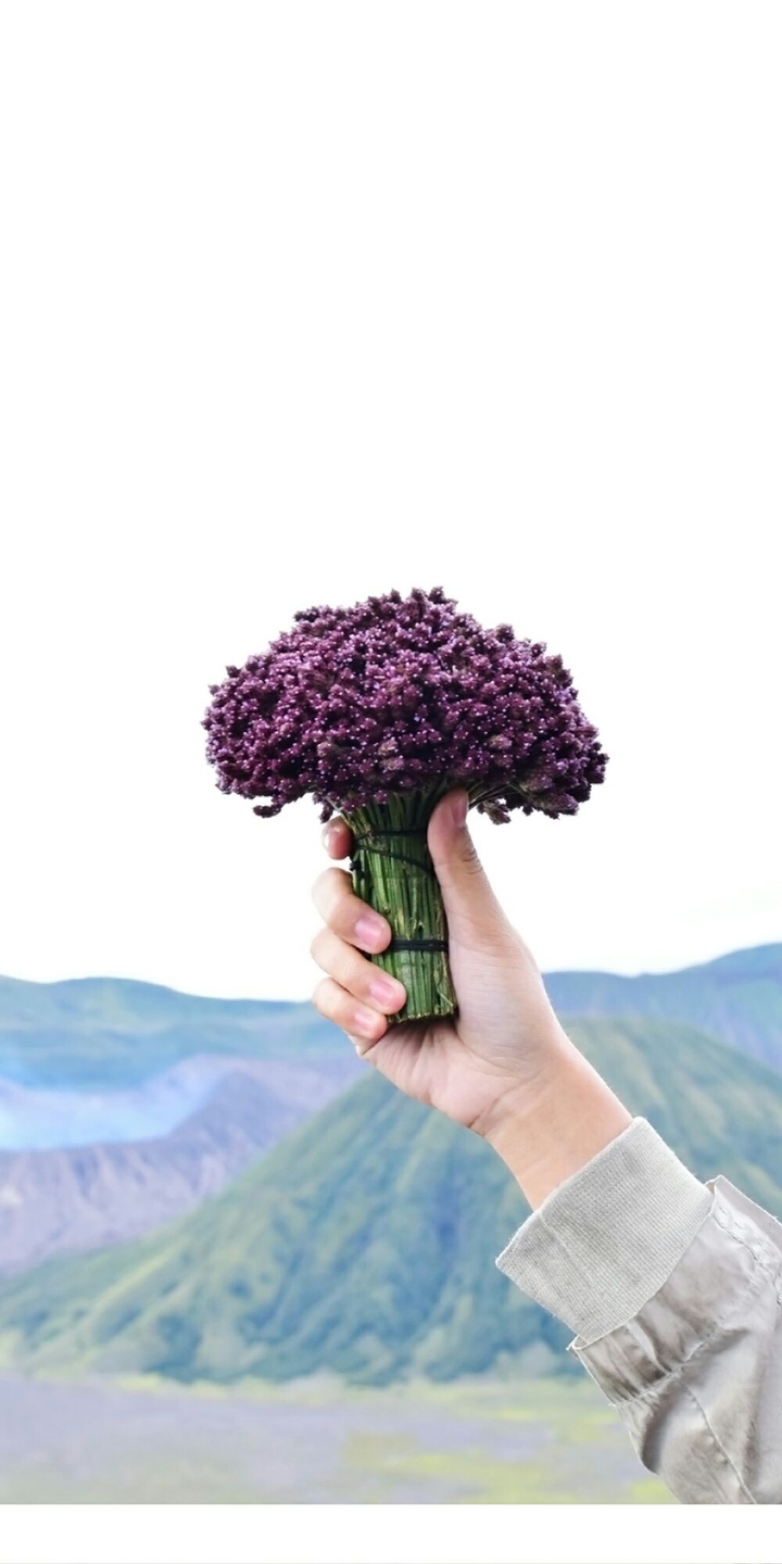 Flower of Bromo Mountain