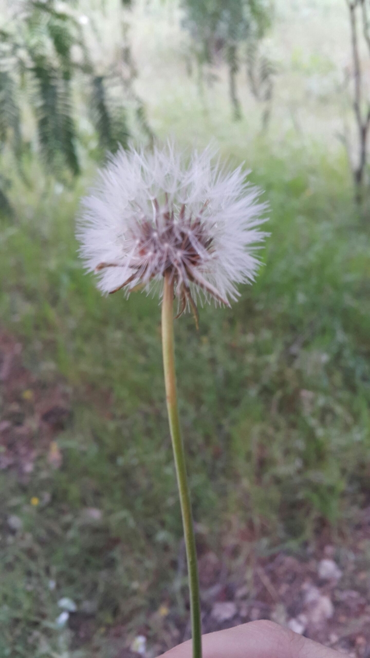 a beautiful dandelion