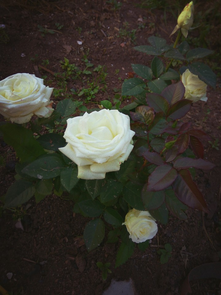 rose