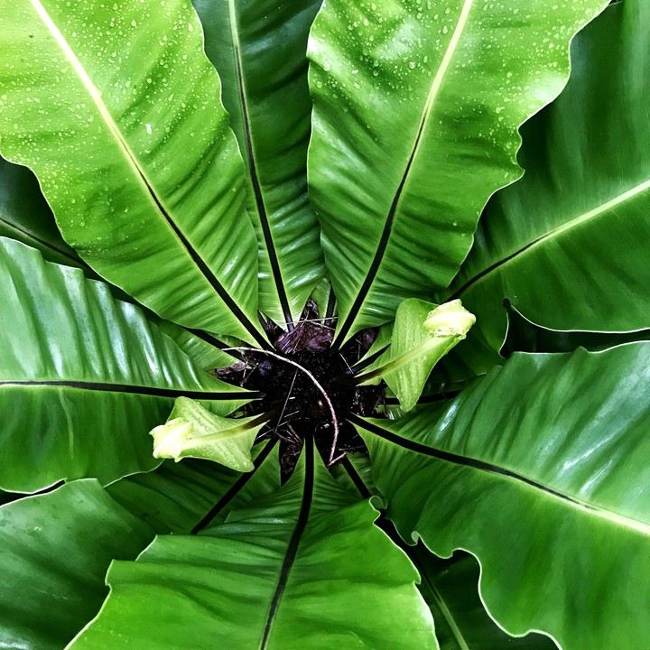 green