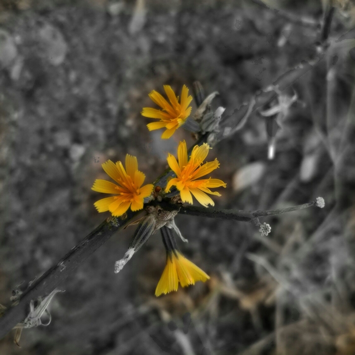 yellow life