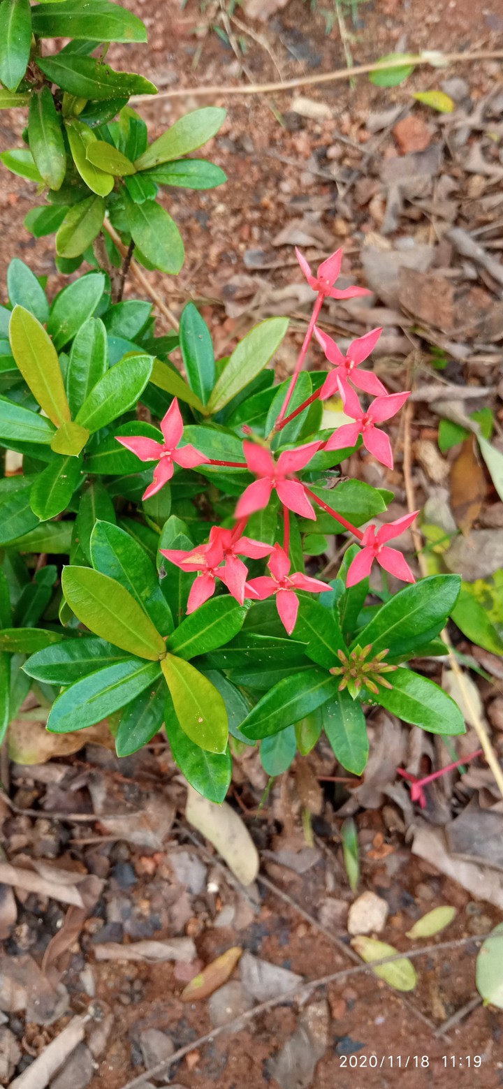 Red Flower