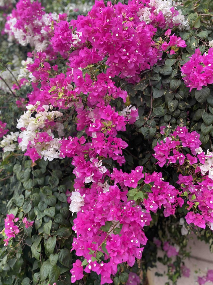 Paper Flowers