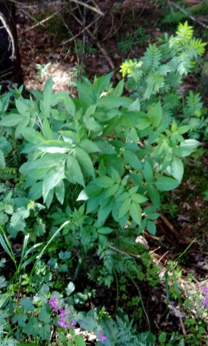 wald