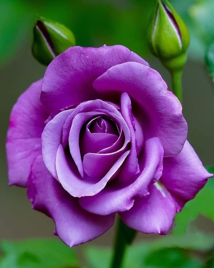 Purple rose.