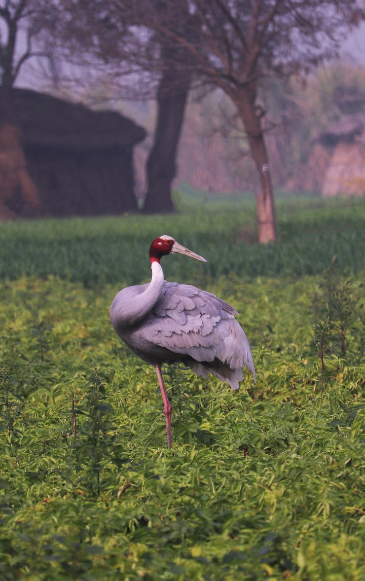 crane