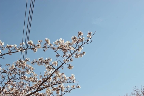 벗꽃