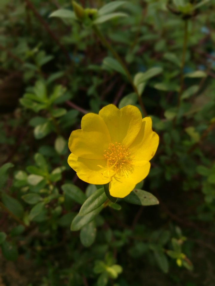yellow flower