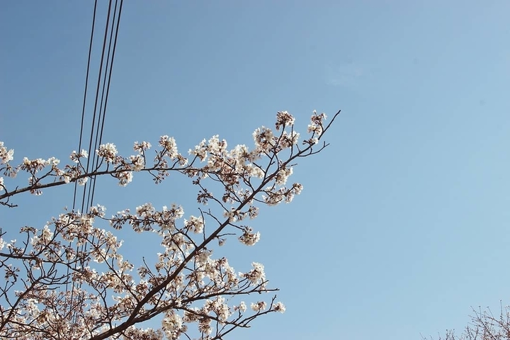 벗꽃