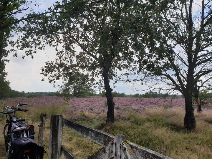 veluwe heide