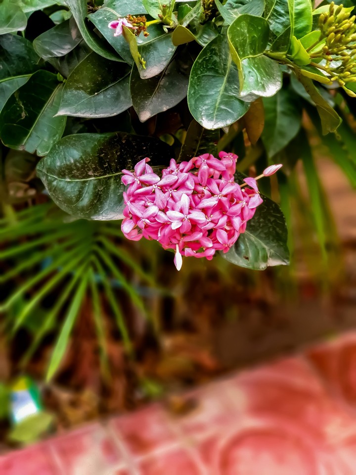 MacroPhotography