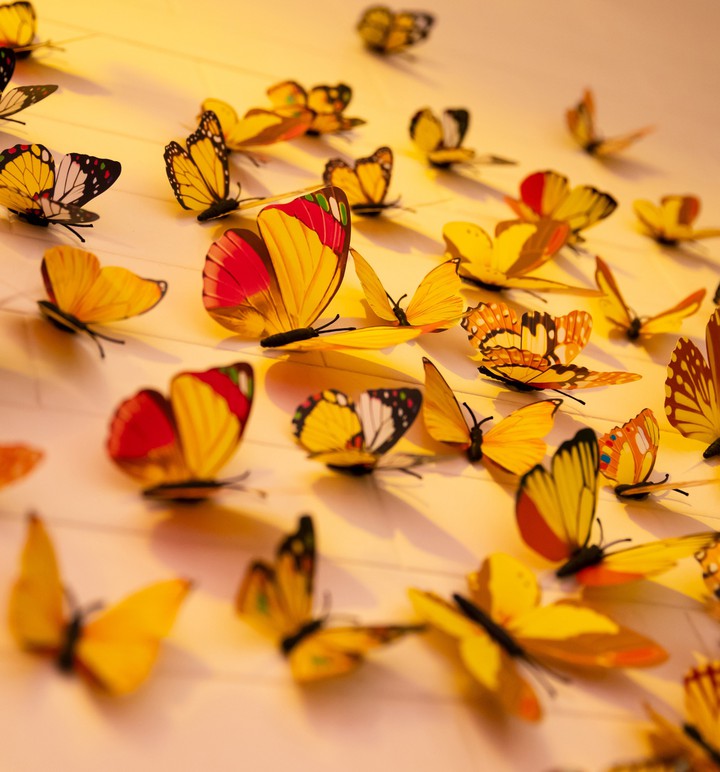 mariposas