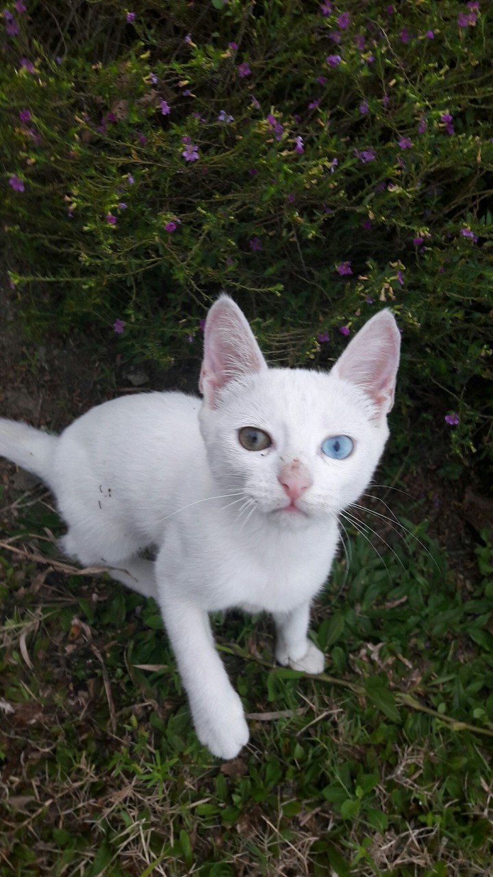 Cat enjoying the park