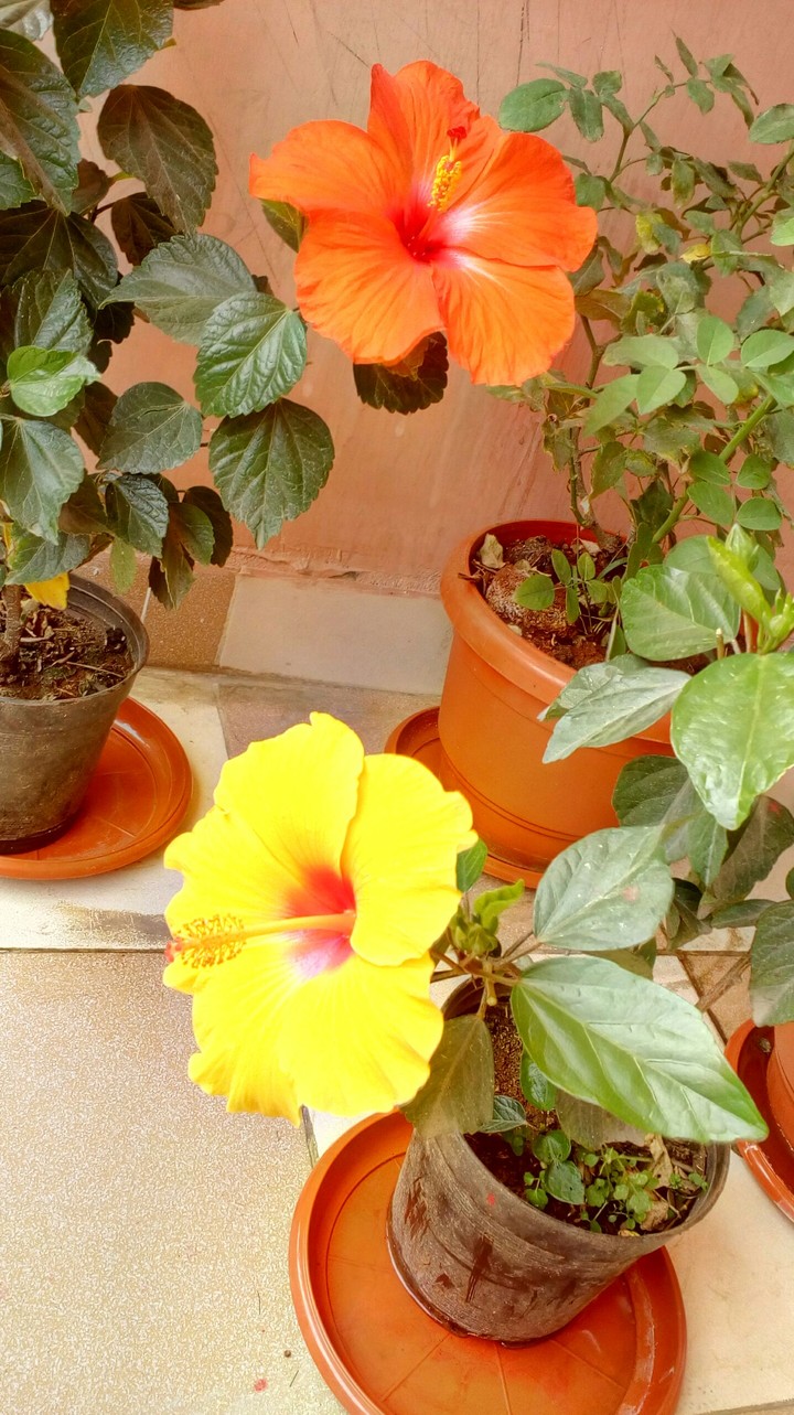 beautiful flowers
