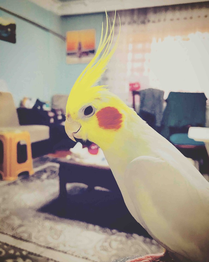 bird