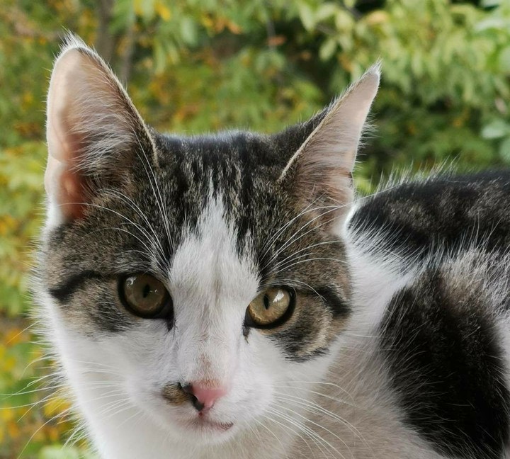 my cat