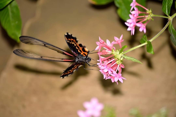 butterfly