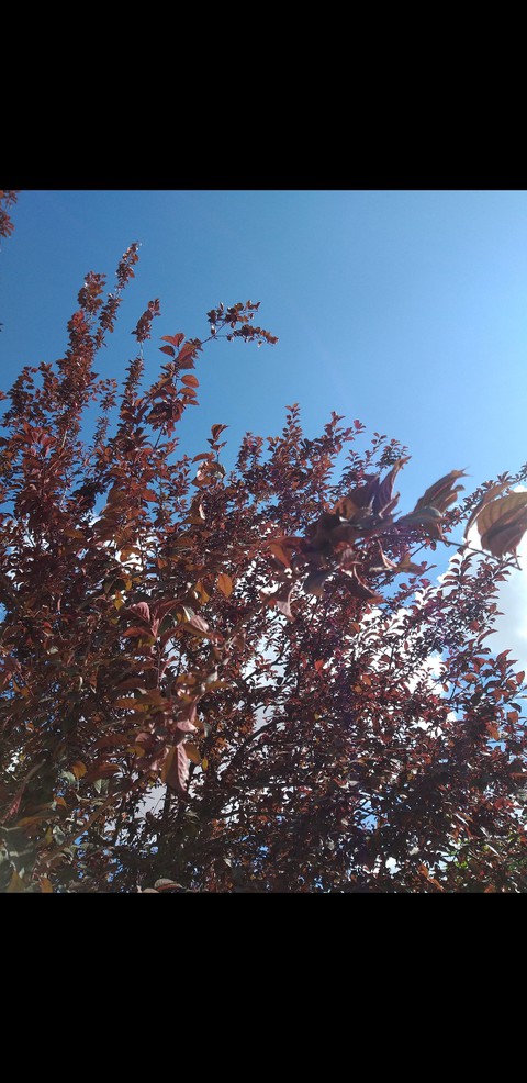plant, sky duvar kağıtları