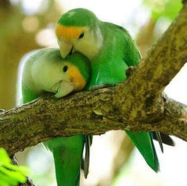lovers