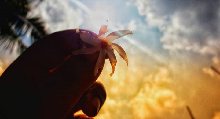 flower
