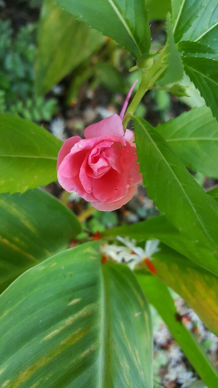 flower
