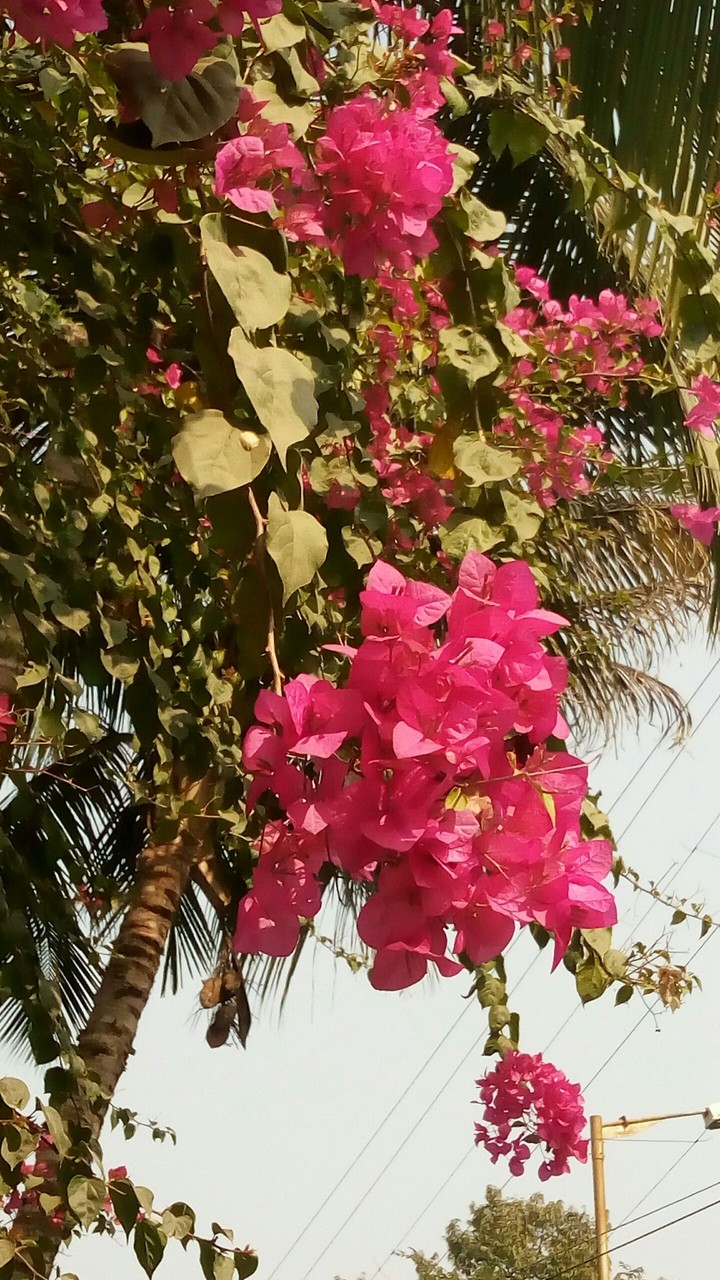 Flower
