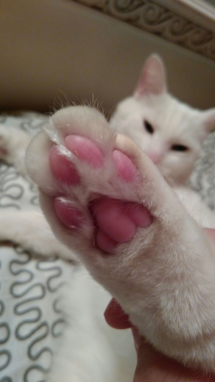 White cat
