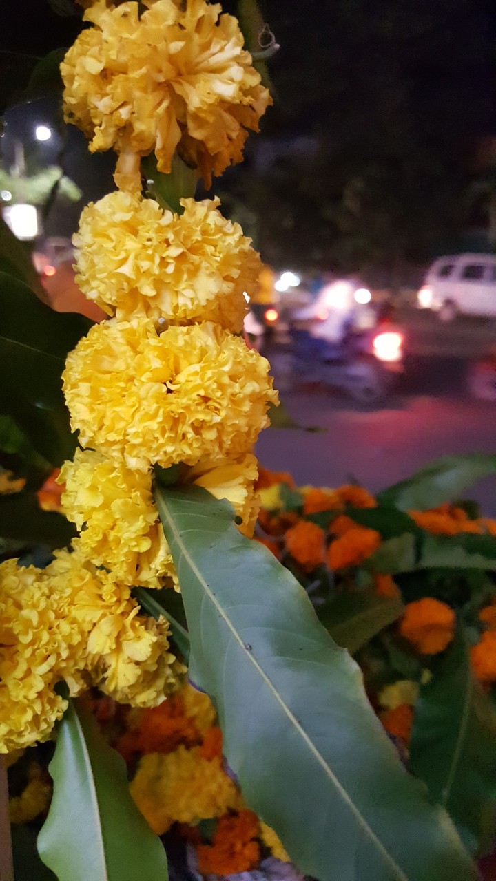 night view flower