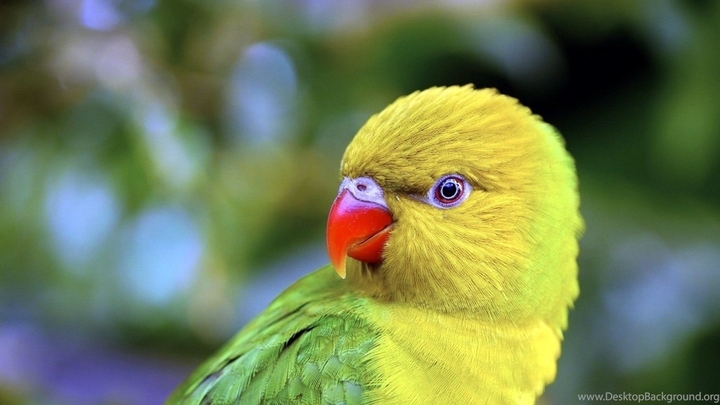bird