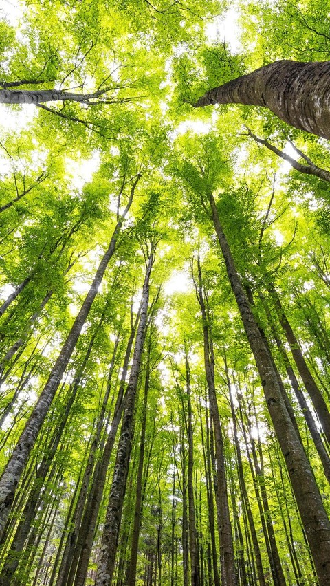 vegetation, green wallpapers