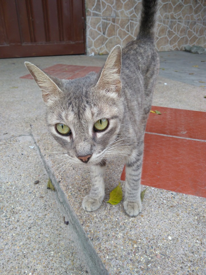 Gato