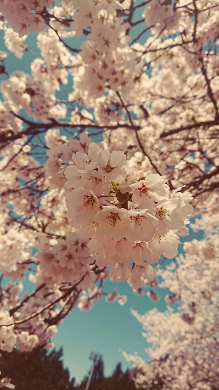 可憐