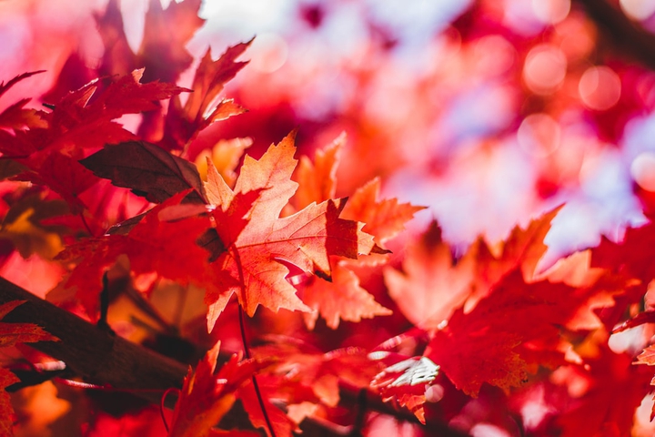 Fall